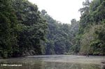 Rain forest along the Mpivie river in Gabon