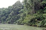 Rain forest along the Mpivie river