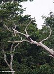 African fish eagle (Haliaeetus vocifer) perched in a dead tree above the Mpivie river in Gabon