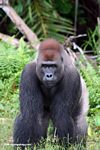 Adult silberback gorilla