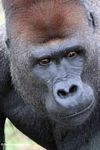 Close up head shot of silverback gorillas