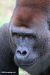 Close up head shot of silverback gorillas