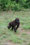 Young male gorilla with stick in its mouth