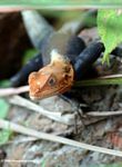 Orange-headed lizard in Gabon