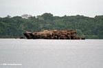 Rainforest timber transported in lagoon near Loango National Park in Gabon