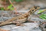 Brown and gray lizard