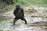 Dancing gorilla (part 2)