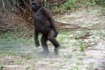 Dancing gorilla (part 4)