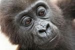 Close up on baby gorilla