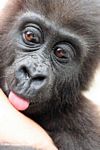 Close up head shot of baby gorilla licking the hand of a keeper
