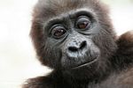 Baby gorilla (Gorilla gorilla)
