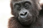 Baby gorilla (Gorilla gorilla)