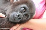 Baby gorilla in the arms of a care taker at Evengue