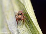 Small copper colored spider in Gabon