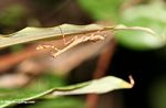 Praying mantis on underside of a leaf
