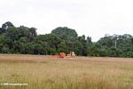 Bulldozers in the savanna with tropical forest as a backdrop