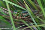 Green, yellow, and brown grasshopper