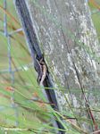 Skink lizard on a fence post