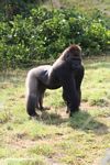 Silverback gorilla in profile with arched back