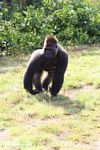 Silverback gorilla preparing to charge