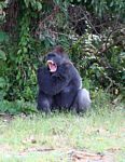 Silverback gorilla yawning and showing teeth (fangs)