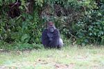 Silverback gorilla seated