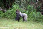 Silverback gorilla displaying white hair