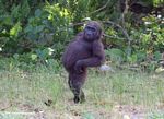 Young male gorilla posturing