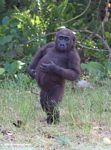 Young male gorilla standing