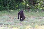 Young male gorilla dancing