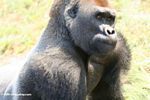 Charging silverback gorilla
