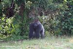Silverback gorilla on forest edge