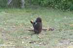 Gorilla feeding on fruit