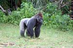 Silverback gorilla in Gabon