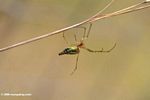 Green, black, yellow and white grass spider 
