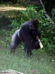 Silverback gorilla examining a plant shoot