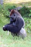 Silverback gorillas peeling a plant shoot