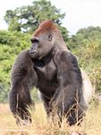 Male silverback gorilla standing tall