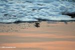 Sea foam approaching crab on beach