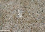 Transparent crab on sand