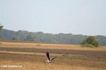 Yellow-billed stork (Mycteria ibis) taking flight