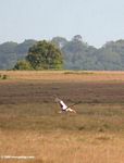 Yellow-billed stork in flight over savanna
