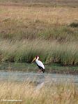 Yellow-billed stork in a savanna water hole