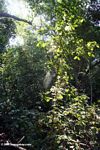 Rainforest ecosystem in Gabon