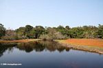 Blackwater swamp in Gabon