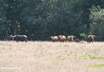 Forest buffalo on savanna