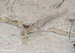 Sand colored mudskipper