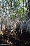 White mangroves at low water