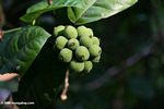 Cluster of green fruit in rainforest of Gabon