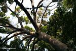 Rainforest canopy tree in Gabon